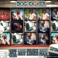 dog casher